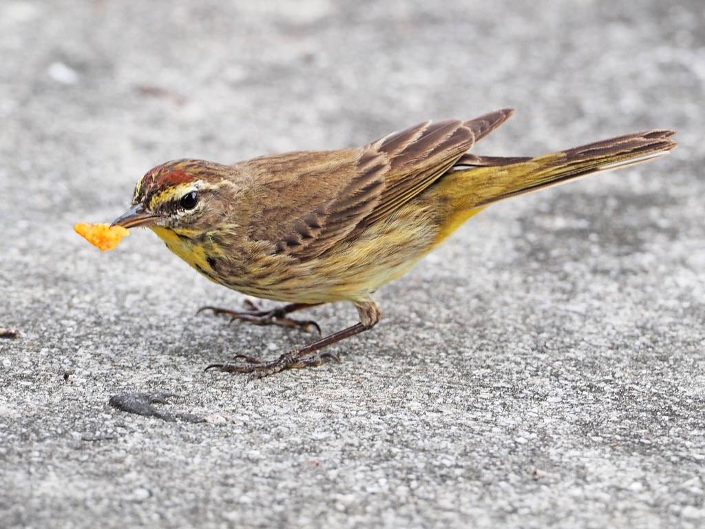 Palm Warbler and dorito - Setophaga palmarum, Everglades National Park, Homestead, Florida by Judy Gallagher is licensed under CC BY 2.0.